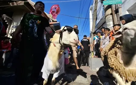 Uniknya Tradisi Arak-arakan Kambing Kurban di Gresik Jelang Iduladha