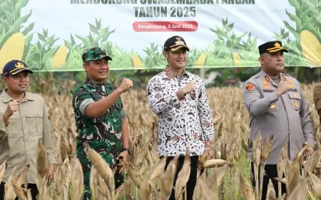 Panen Raya Jagung di Tuban, Pemkab dan Bulog Berkomitmen Serap Hasil Petani