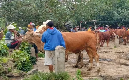 Daging Kurban di Tengah Ancaman Cacing Hati, Begini Penjelasan Dokter Hewan