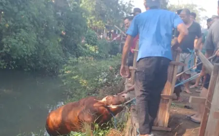 Sapi Kurban di Mojokerto Kabur hingga Masuk Sungai saat Hendak Disembelih, Evakuasi Berlangsung Dramatis