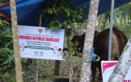 Dari Presiden untuk Desa, Masjid Baitul Aziz Terima Sapi Kurban Prabowo