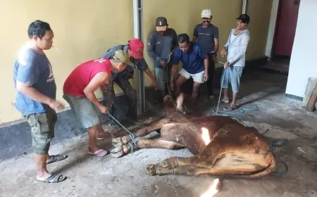 Sembelih 2 Ekor Sapi, PDIP Kota Probolinggo Bagikan Daging Kurban ke Masyarakat