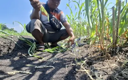 Disperta Jombang Sebut Ribuan Tikus yang Serang Jagung Petani Berasal dari Pabrik
