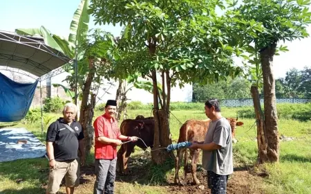 Rayakan Iduladha, Tatit Heru Tjahyono Serahkan Sapi Kurban di DPC PDI Perjuangan Nganjuk
