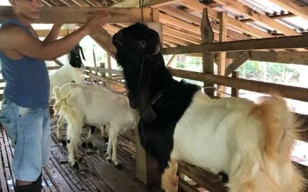 Perekonomian Lesu, Penjual Kambing di Kota Batu Keluhkan Anjloknya Daya Beli