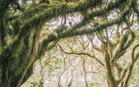 De Djawatan Banyuwangi,Hutan Trembesi yang Memukau