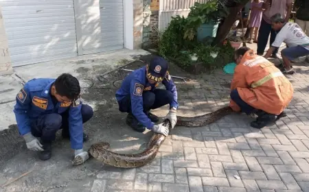 Ular Piton Sepanjang 3 Meter Gegerkan Warga Perumahan PPS Gresik
