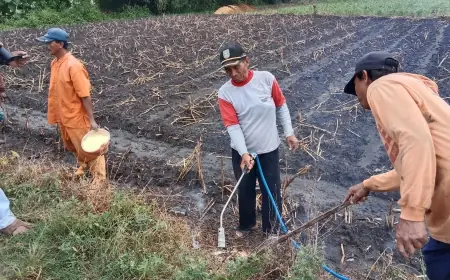 Merespons Serangan Hama Tikus, Petani dan Dinas Pertanian Jombang Gelar Gropyokan