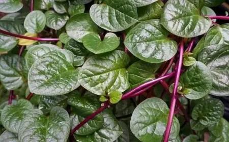 Segudang Manfaat Daun Binahong, Ketahui Khasiat, Cara Olah, dan Efek Sampingnya!
