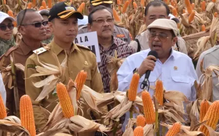 BPJPH Tegaskan Jagung Rekayasa Genetik di Lamongan Halal, Tak Perlu Sertifikat
