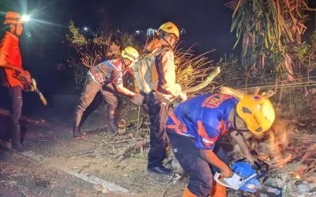 Diduga Karena Dibakar, Pohon di Desa Kejawan Bondowoso Tumbang hingga Timpa Pemotor