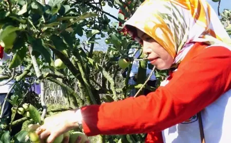 Agroklimat Disebut Jadi Kendala Utama Pertumbuhan Apel di Kota Batu