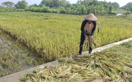 Imbas Banjir Luapan Sungai Lamong, Petani Padi di Gresik Merugi Jutaan Rupiah