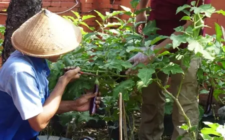 Warga Binaan Lapas Mojokerto Panen Hasil Kebun, Belajar Mandiri dari Pertanian Sederhana