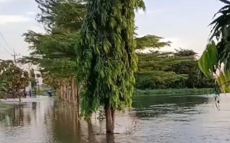 Banjir yang Melanda Puluhan Hektare Sawah dan Tambak di Gresik Berangsur Surut, Kerugian Materiel Mulai Dihitung