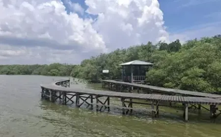 Menikmati Tenangnya Alam di Hutan Mangrove Karangkiring Gresik