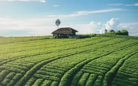 Pesona Wisata Brakseng: Surga Tersembunyi di Atas Awan Kota Batu
