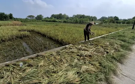 Setelah Seminggu Berlalu, Banjir Luapan Sungai Lamong di Gresik Baru Surut, Sebanyak 3.983 KK Terdampak