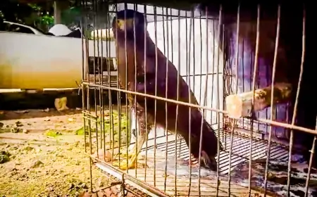 Mengenal Spesies Elang Ular Bido, Satwa Dilindungi yang Ditemukan Warga Gedangan Malang