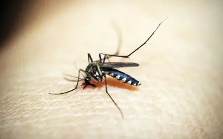 Dinkes Tulungagung Temukan 8 Pasien Malaria, Seluruhnya Kasus Impor