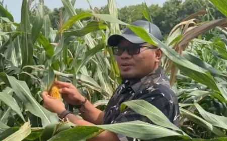 DPD Pemuda Tani Gandeng PT. Benih Citra Asia, Kembangkan Cluster Ekonomi Inklusif Berbasis Pertanian