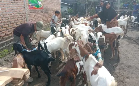 Semringah, 23 Warga di Jombang Terima Bantuan Kambing untuk Ketahanan Pangan