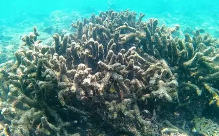 Belasan Hektare Terumbu Karang di Pantai Pasir Putih Situbondo Rusak, Diduga Tercemar Zat Kimia