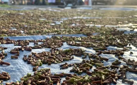 Petani Cengkih di Tulungagung Dihantui Kemarau Basah, Bunga Rontok Dilanda Hujan