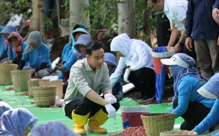 Wapres Gibran Panen dan Cicipi Kopi Arabika Ijen Bondowoso, Singgung Bantuan Alat Pertanian Modern