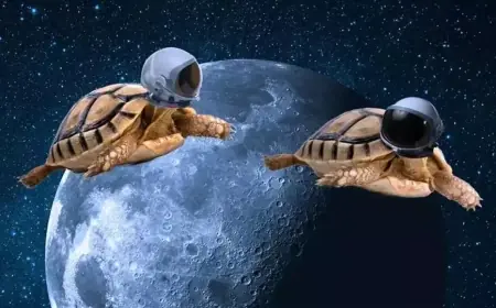Bukan Astronot, Ternyata Kura-kura Makhluk Pertama yang Berhasil Keliling Bulan