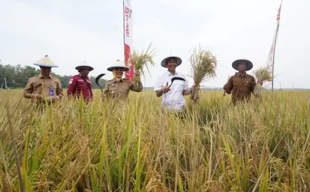 Bojonegoro Bertekad Jadi Produsen Padi Terbesar Kedua di Jatim