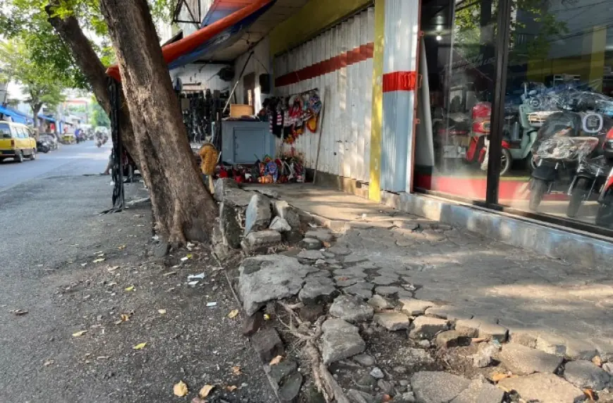 Banyak Trotoar Rusak, DPUPR Kota Probolinggo Sebut karena Akar Pohon