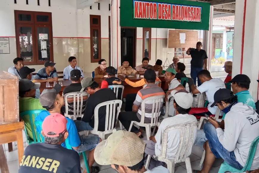 Hama Tikus Rusak Ratusan Hektare Tanaman Jagung Petani di Jombang