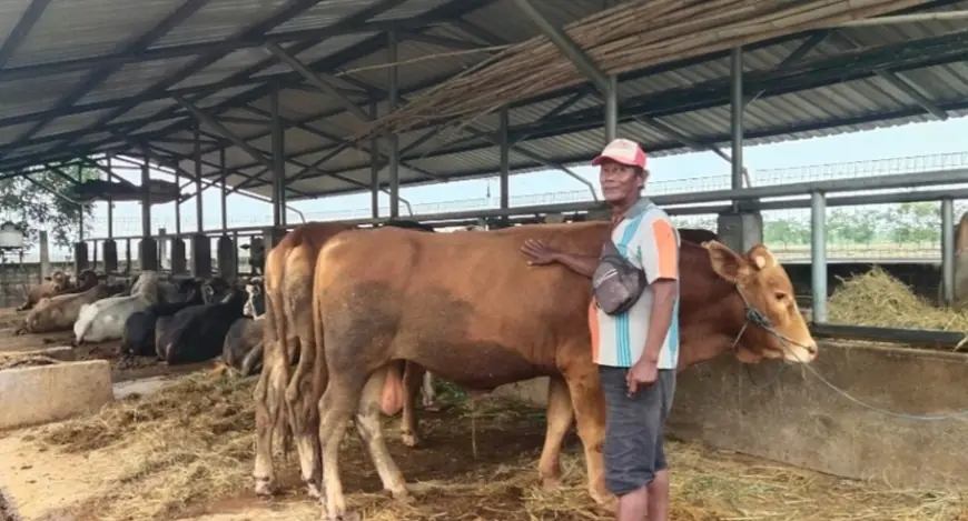 Bonus Ongkir dan Rawat, Pedagang Sapi di Tuban Kebanjiran Pesanan Hewan Kurban