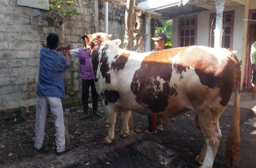 Melihat Joko Kendil, Sapi Berbobot Hampir 1 Ton dari Presiden untuk Warga Kota Probolinggo