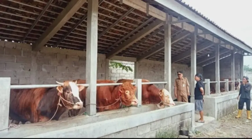 Pastikan Hewan Kurban Sehat, Camat Arjasa Turba