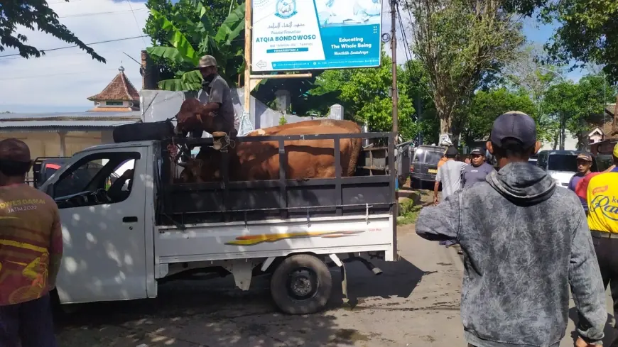 Jelang Iduladha, Stok dan Kesehatan Hewan Kurban di Bondowoso Aman