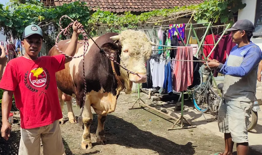 Nyaris Berbobot 1 Ton, Sapi Milik Warga Tamanan Bondowoso Dibeli Presiden Prabowo