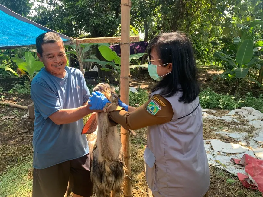 Jelang Iduladha, Dinas Peternakan Pasuruan Keluarkan Surat Keterangan Kesehatan Hewan