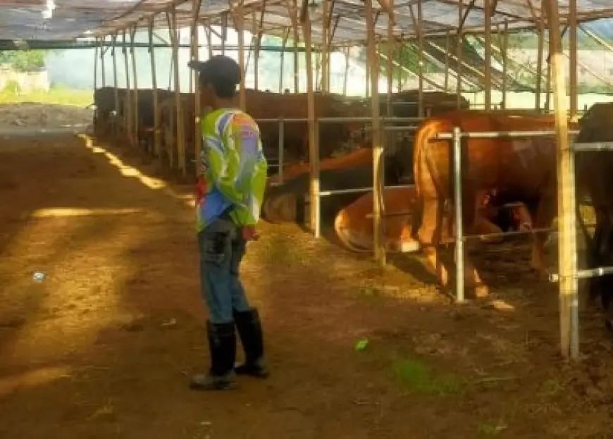 Konglomerat Asal Pasuruan Sumbangkan Ratusan Sapi dan Kambing ke Masjid