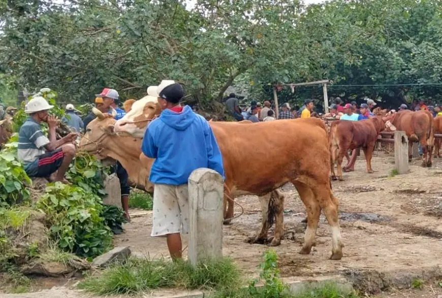 Daging Kurban di Tengah Ancaman Cacing Hati, Begini Penjelasan Dokter Hewan