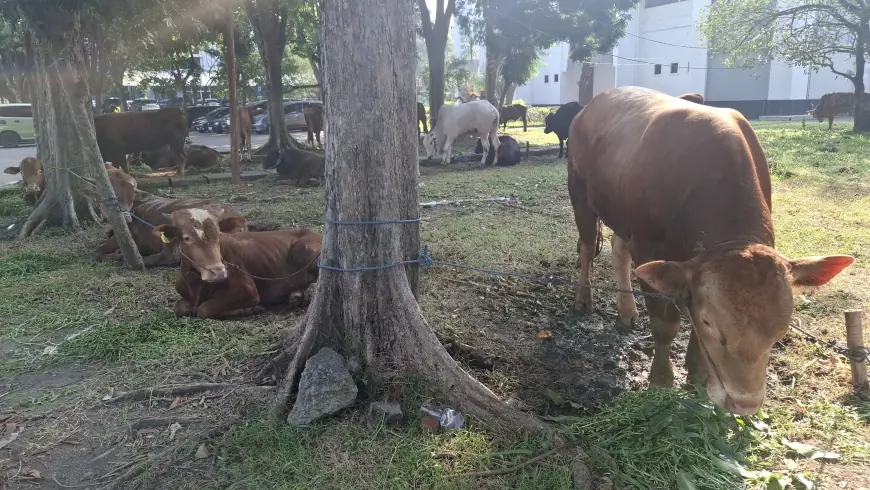 Pemkab Gresik Anggarkan Ratusan Juta Beli Puluhan Hewan Kurban