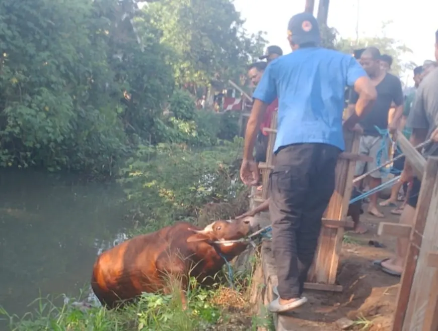 Sapi Kurban di Mojokerto Kabur hingga Masuk Sungai saat Hendak Disembelih, Evakuasi Berlangsung Dramatis
