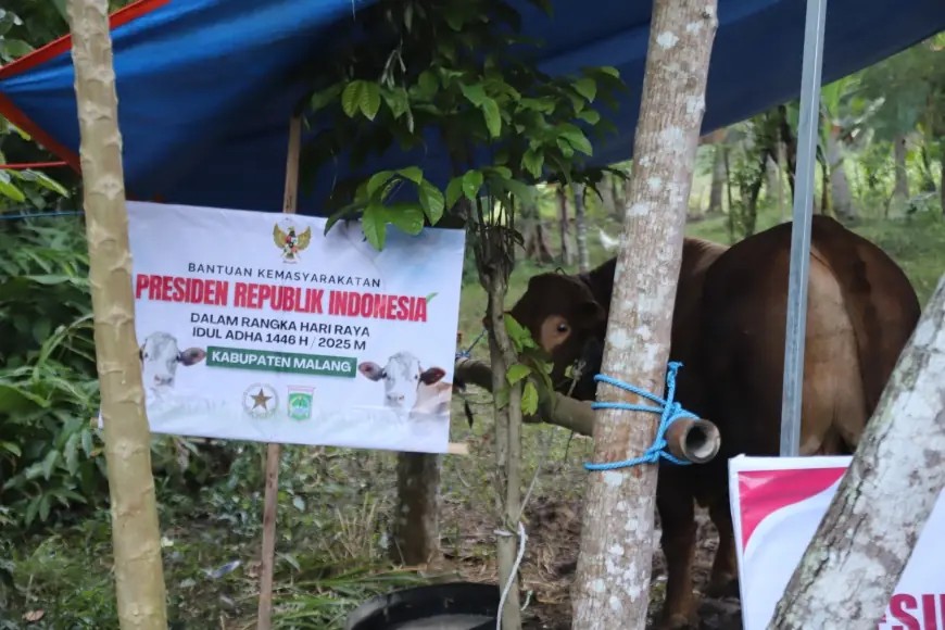 Dari Presiden untuk Desa, Masjid Baitul Aziz Terima Sapi Kurban Prabowo
