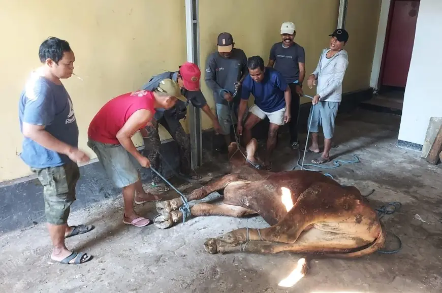 Sembelih 2 Ekor Sapi, PDIP Kota Probolinggo Bagikan Daging Kurban ke Masyarakat