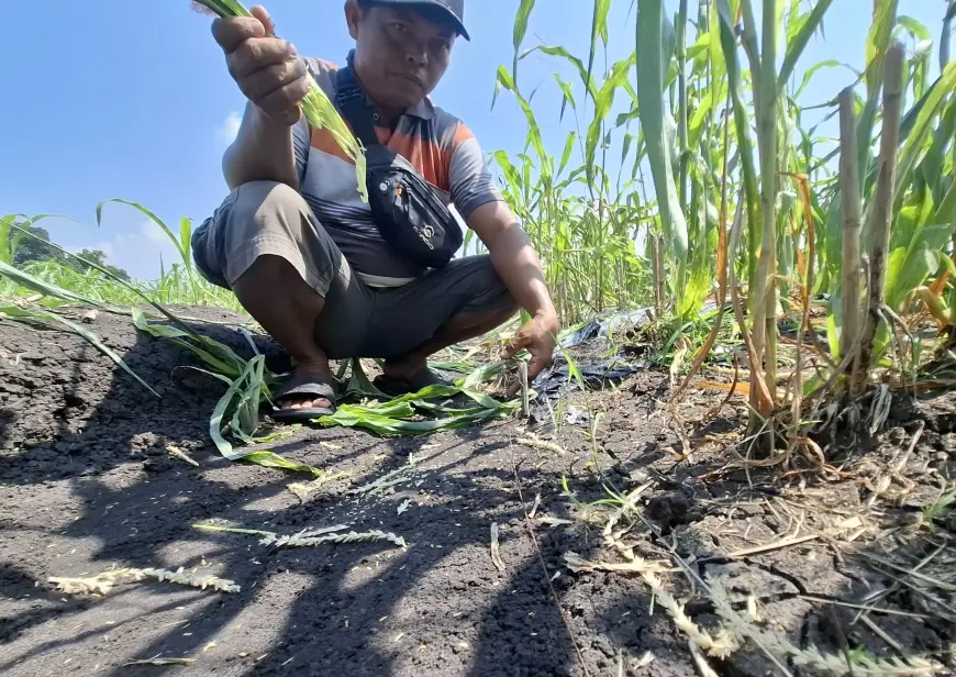 Disperta Jombang Sebut Ribuan Tikus yang Serang Jagung Petani Berasal dari Pabrik