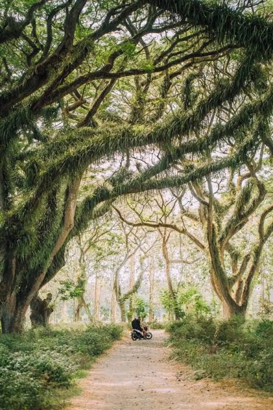 De Djawatan Banyuwangi,Hutan Trembesi yang Memukau