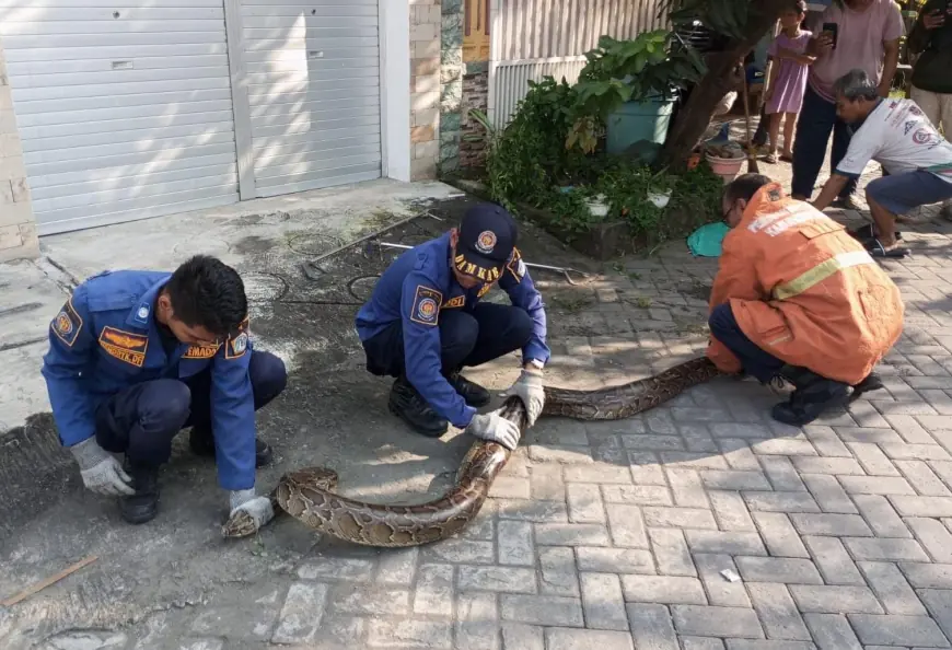 Ular Piton Sepanjang 3 Meter Gegerkan Warga Perumahan PPS Gresik