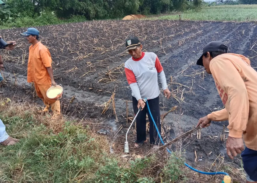 Merespons Serangan Hama Tikus, Petani dan Dinas Pertanian Jombang Gelar Gropyokan