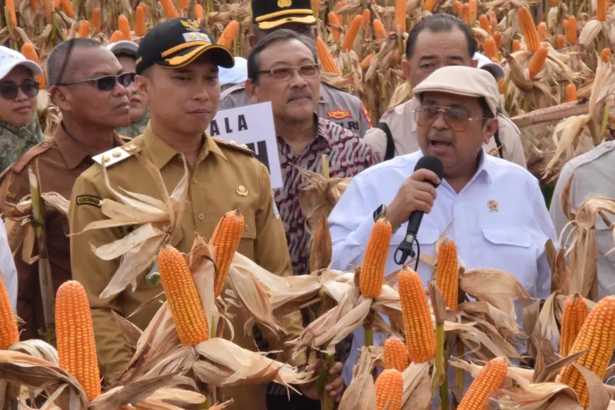 BPJPH Tegaskan Jagung Rekayasa Genetik di Lamongan Halal, Tak Perlu Sertifikat